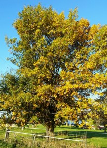 2014-10-23_07.26.21_resized_1